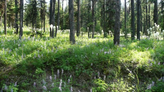 Bear grass on Richmond Peak